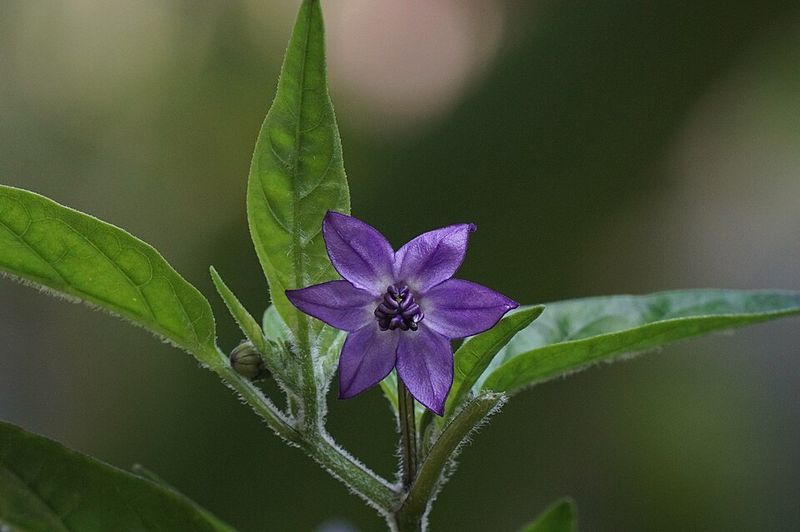 Ornamental Pepper