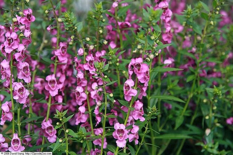 Angelonia