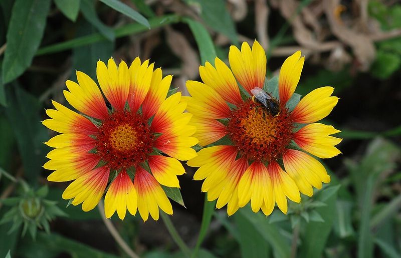 Gaillardia