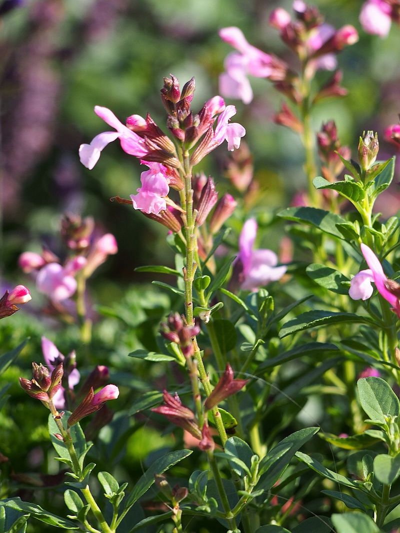 Autumn Sage