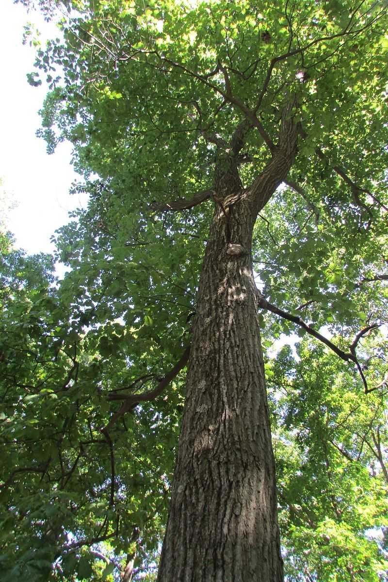 White Oak