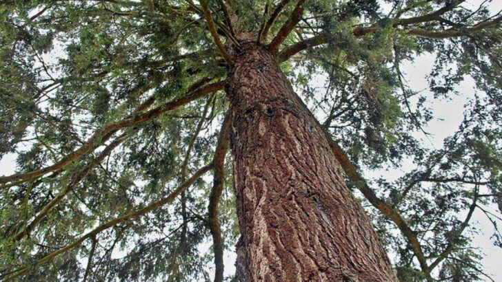 Michigan Property Owners Should Think Twice Before Cutting These 10 Trees
