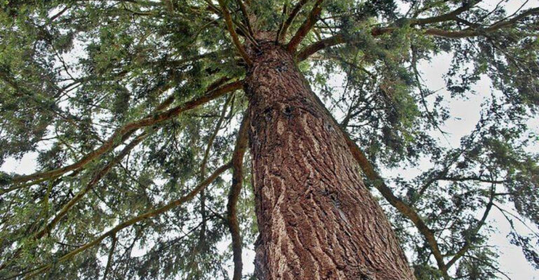 Michigan Property Owners Should Think Twice Before Cutting These 10 Trees