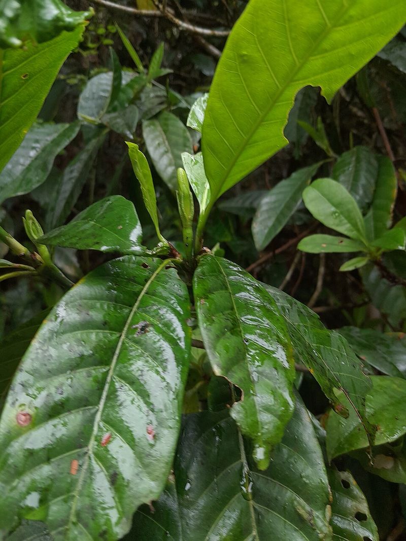 Watch for leaf yellowing and nutrient deficiencies
