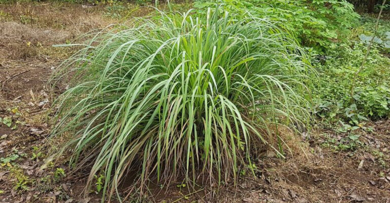 More North Carolina Gardeners Are Discovering The Benefits Of Lemongrass