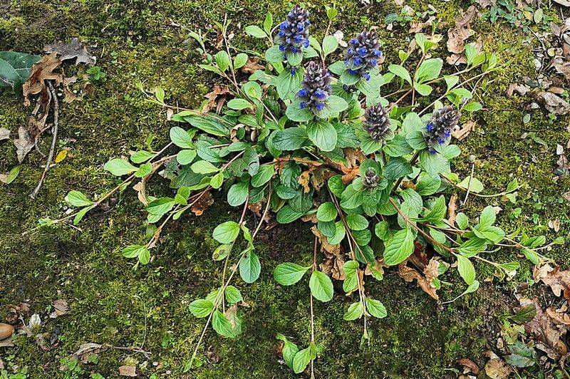 Ajuga Reptans
