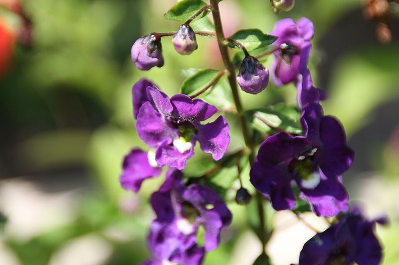 Angelonia