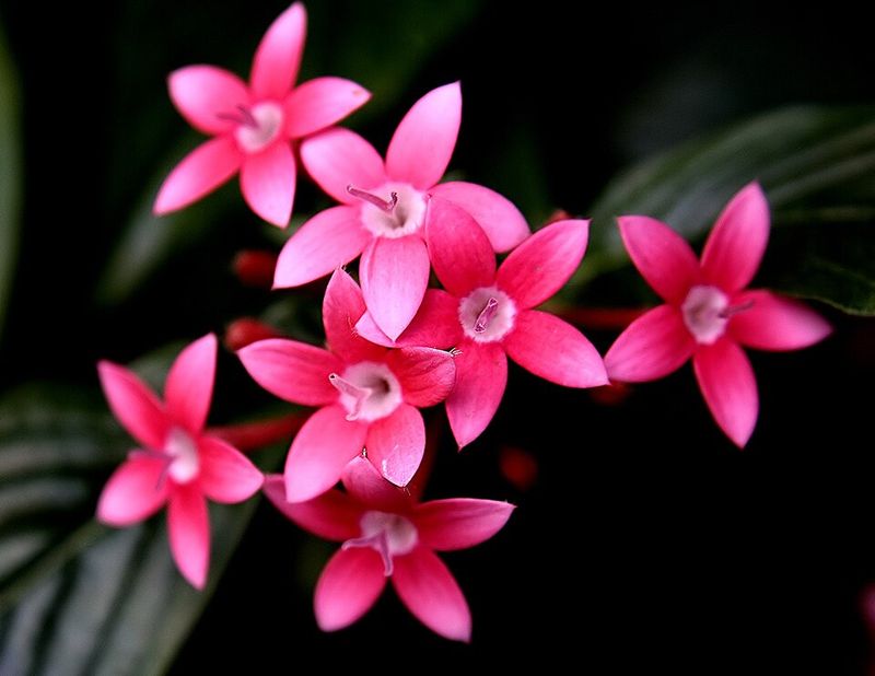 Pentas