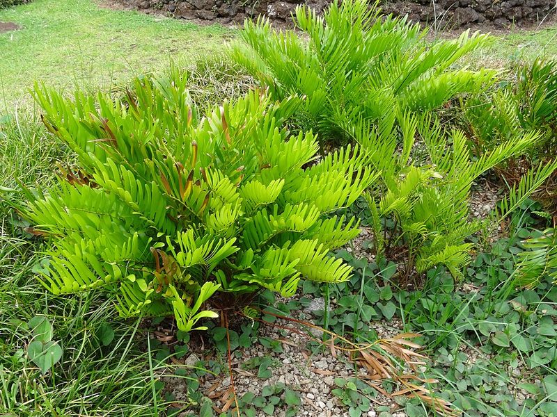 Coontie