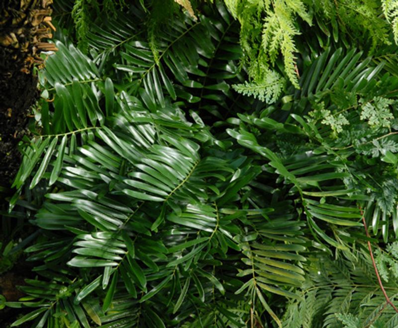 Coontie