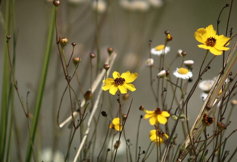 Beach Sunflower