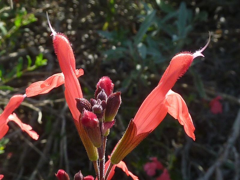Autumn Sage