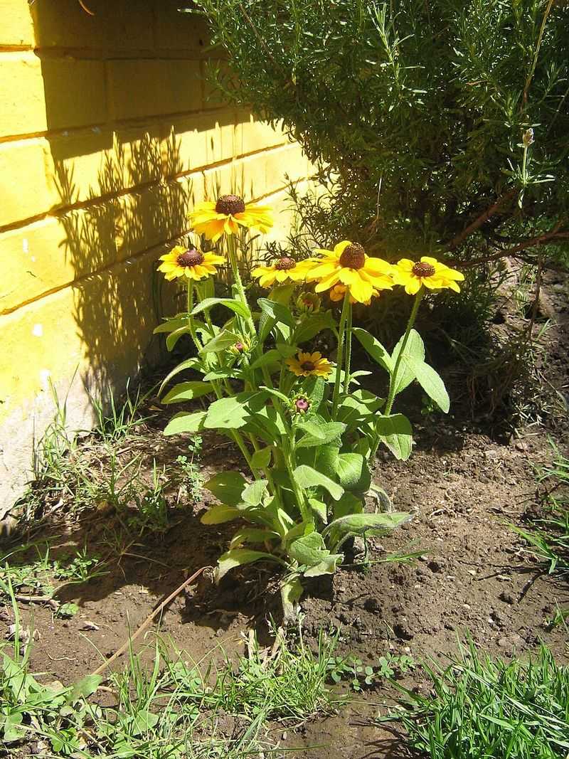 Black-Eyed Susan
