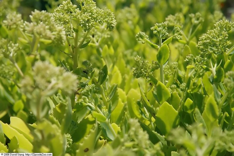 Sedum 'Autumn Joy'