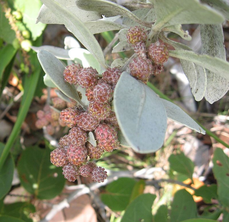 Buttonwood