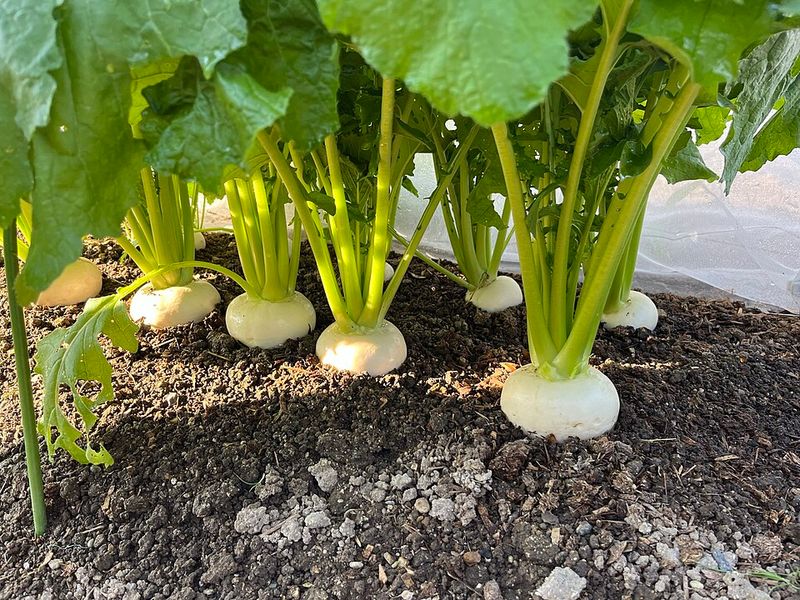 Turnips