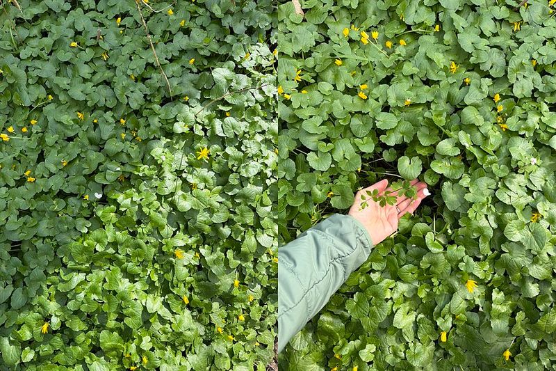 Homeowners Want Lower Maintenance Landscapes