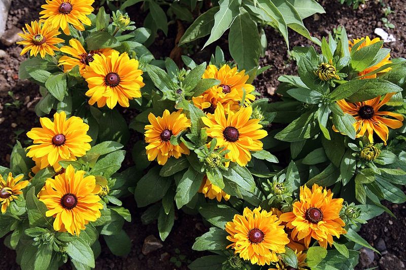 Black-Eyed Susan
