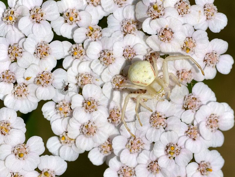 Yarrow