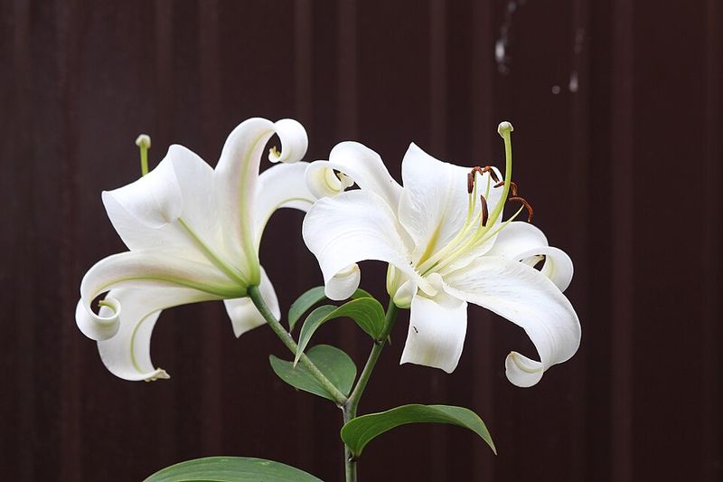Casa Blanca Lily