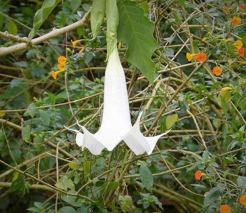 Angel's Trumpet