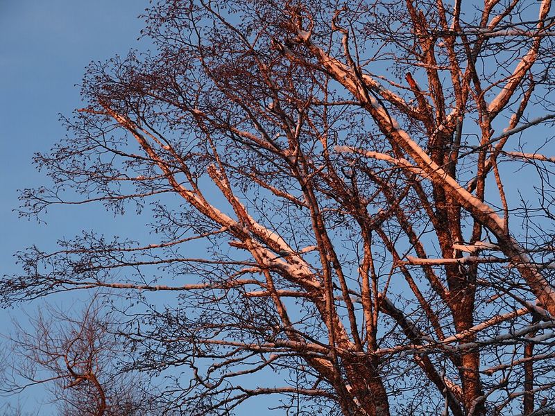 Paper Birch
