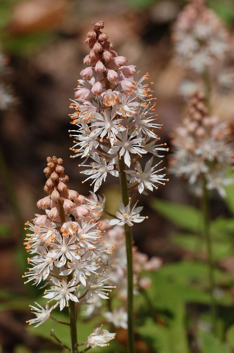 Foamflower