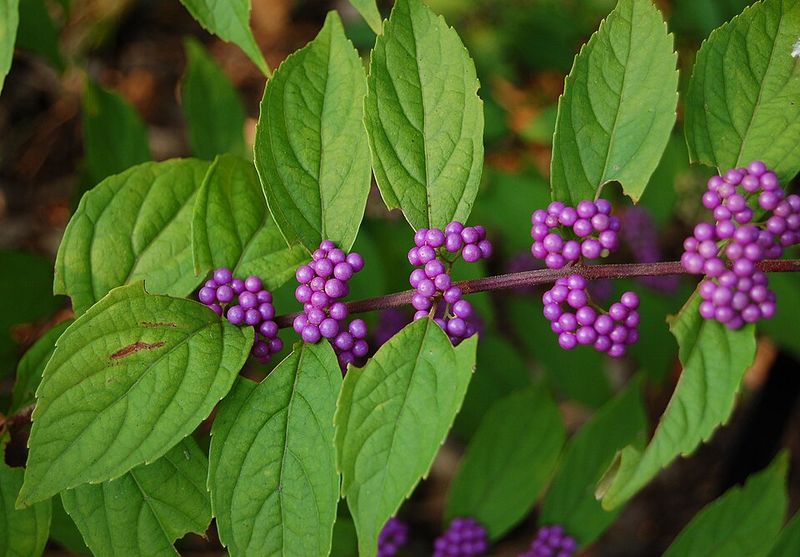 Beautyberry