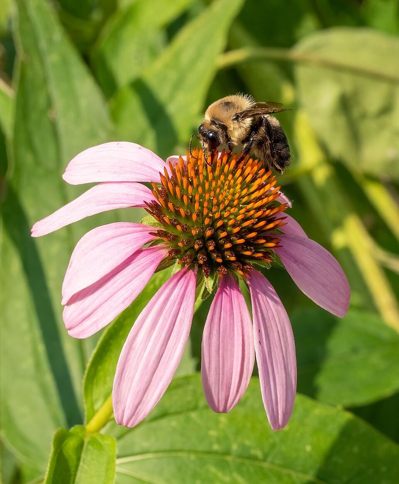 Purple Coneflower