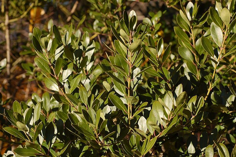 Inkberry Holly