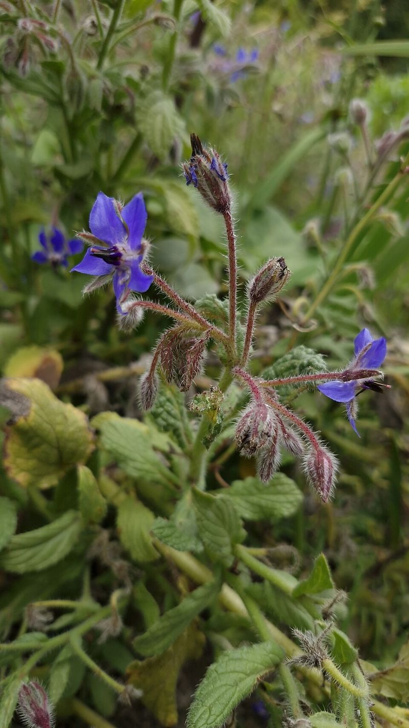 Works With Many Companion Plants