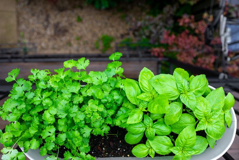 Cilantro