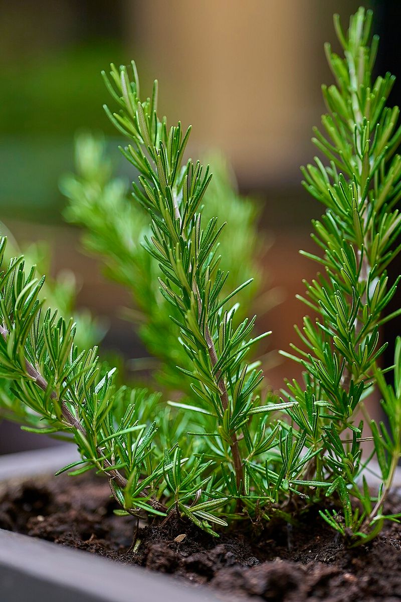 Rosemary