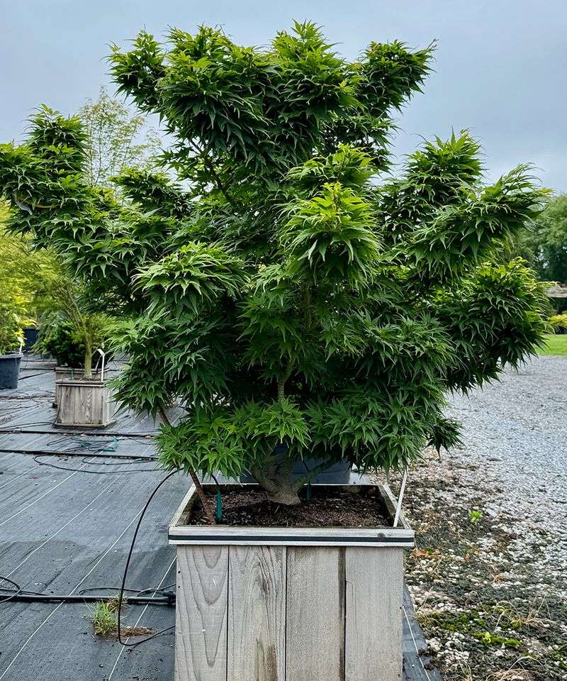 Potted Small Trees for Flexible Shade