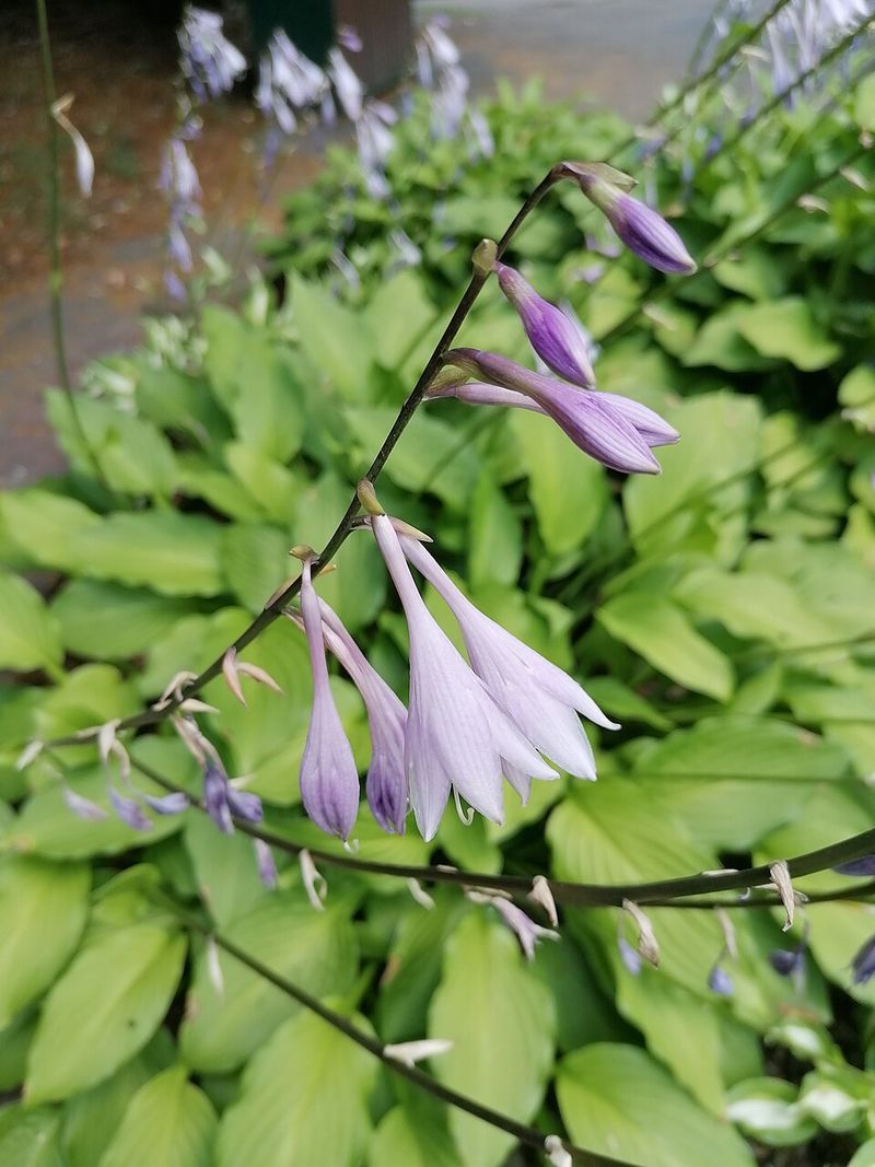 Hosta
