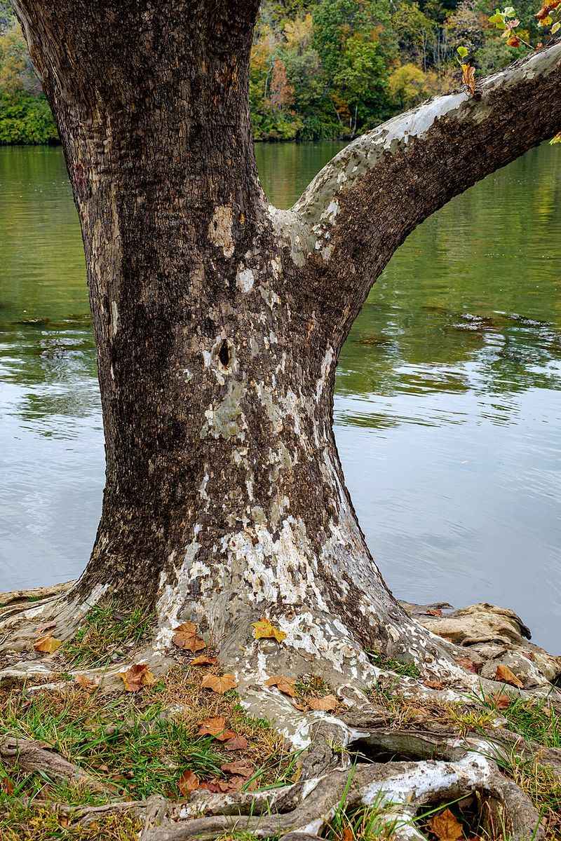 American Sycamore