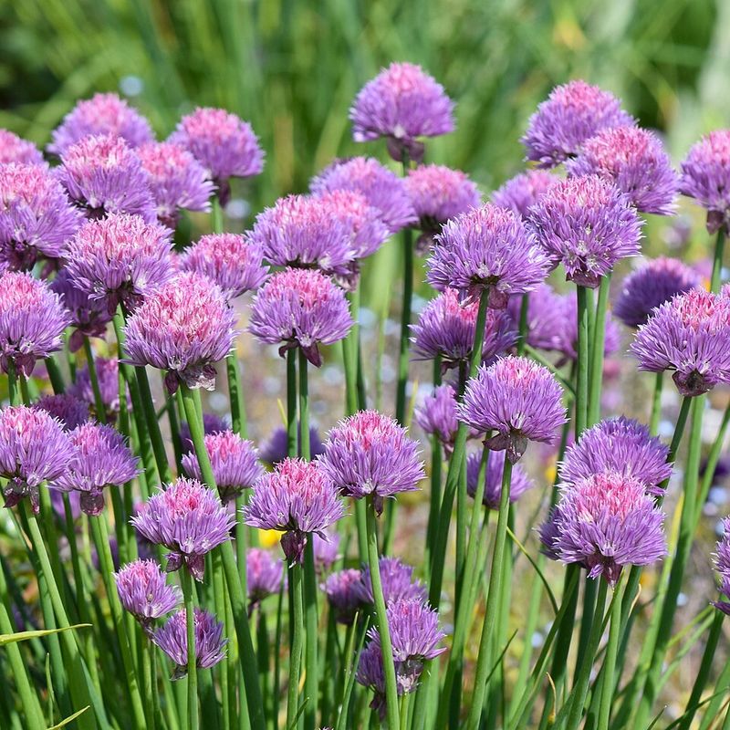 Chives
