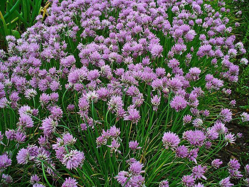 Tarragon and Chives