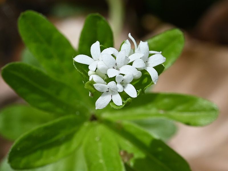 Sweet Woodruff