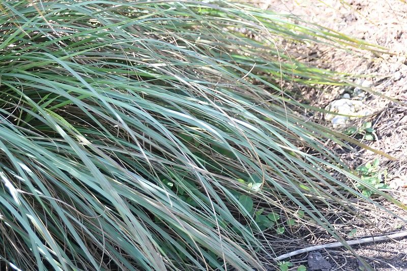 Fakahatchee Grass
