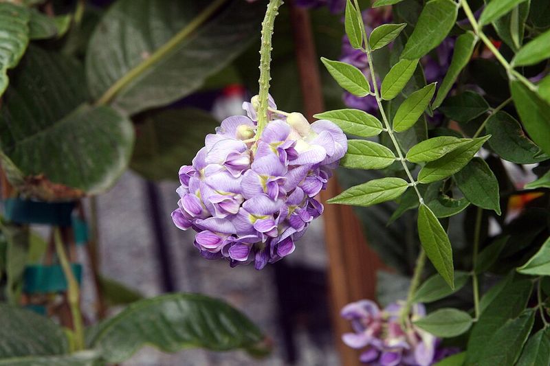 American Wisteria