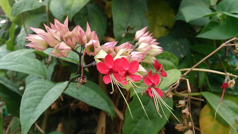 Bleeding Heart Vine