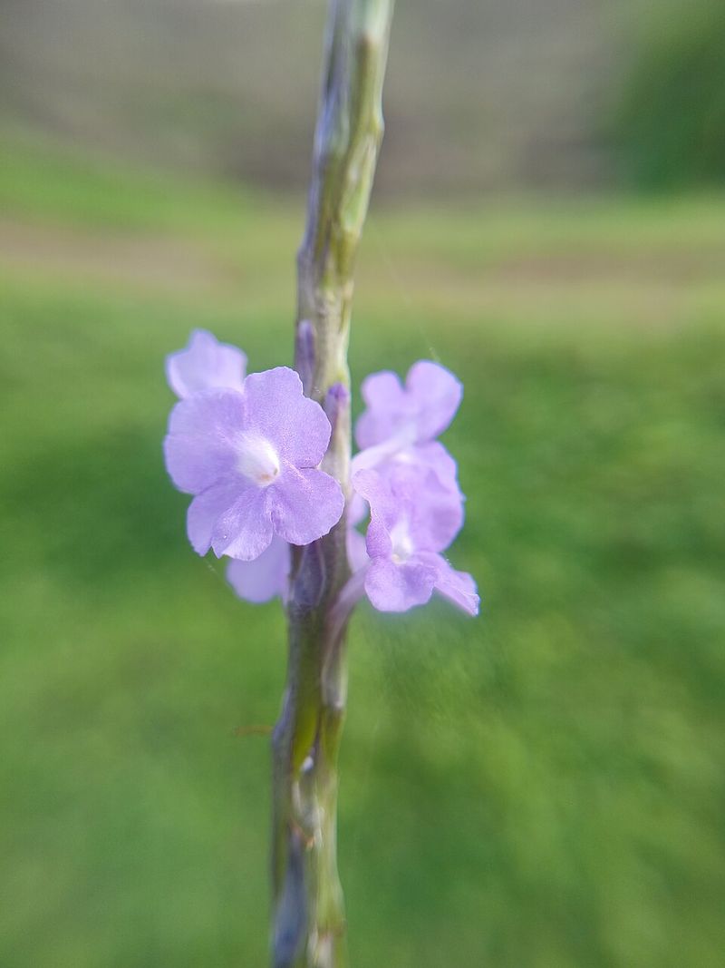Porterweed