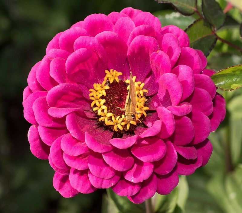 Zinnia