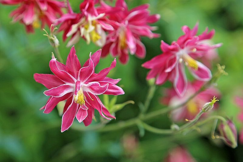 Columbine