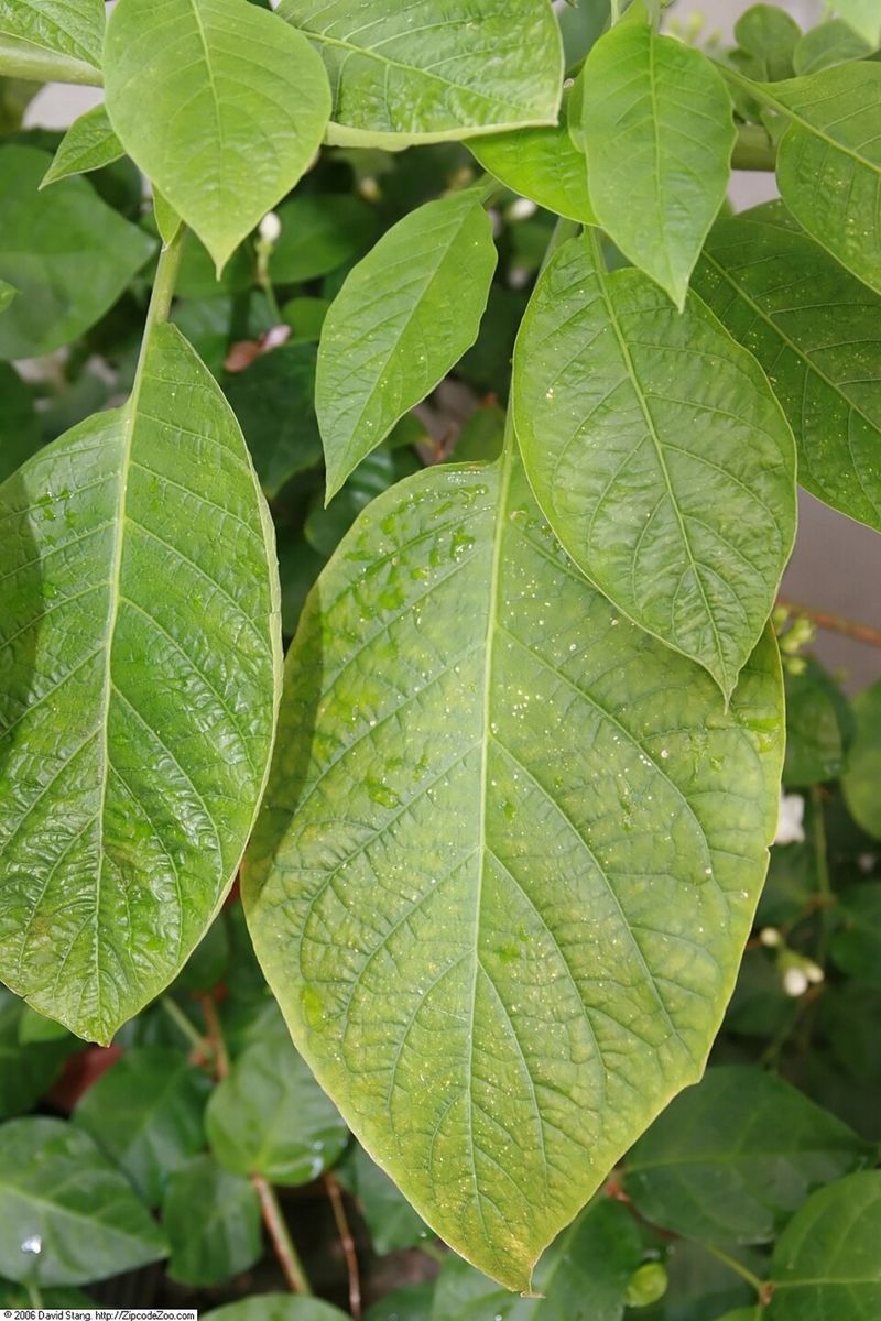 Asiatic Jasmine