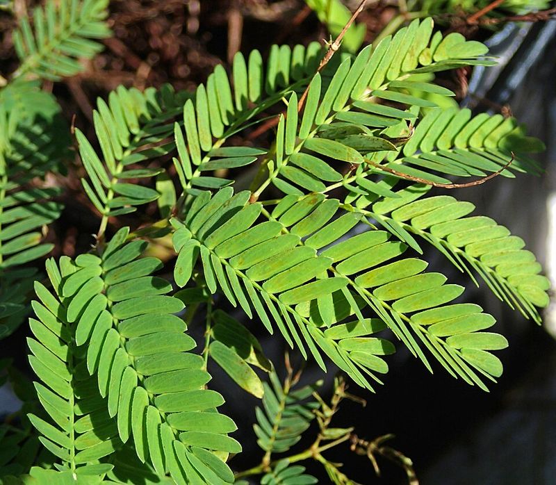 Sunshine Mimosa