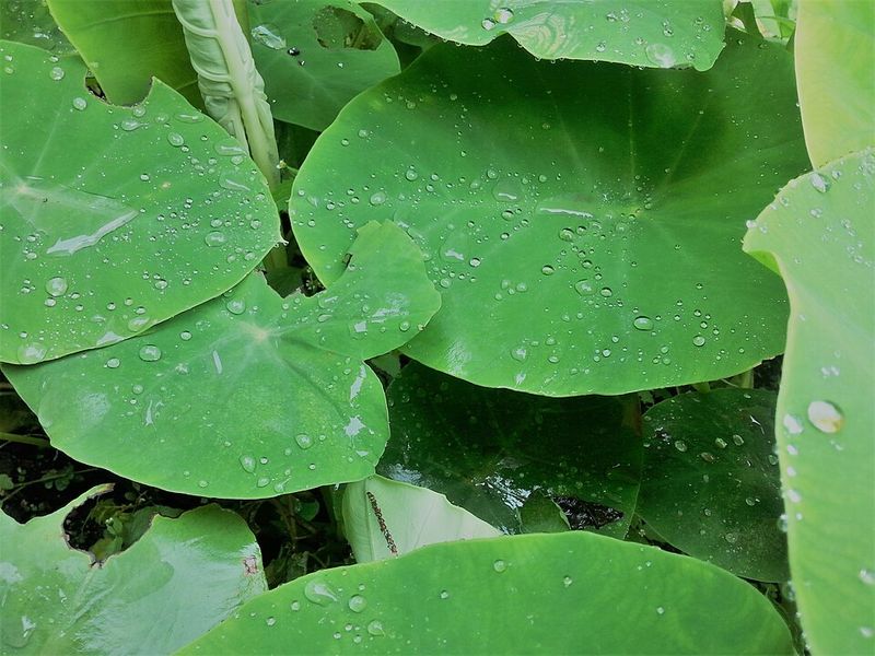 Elephant Ear