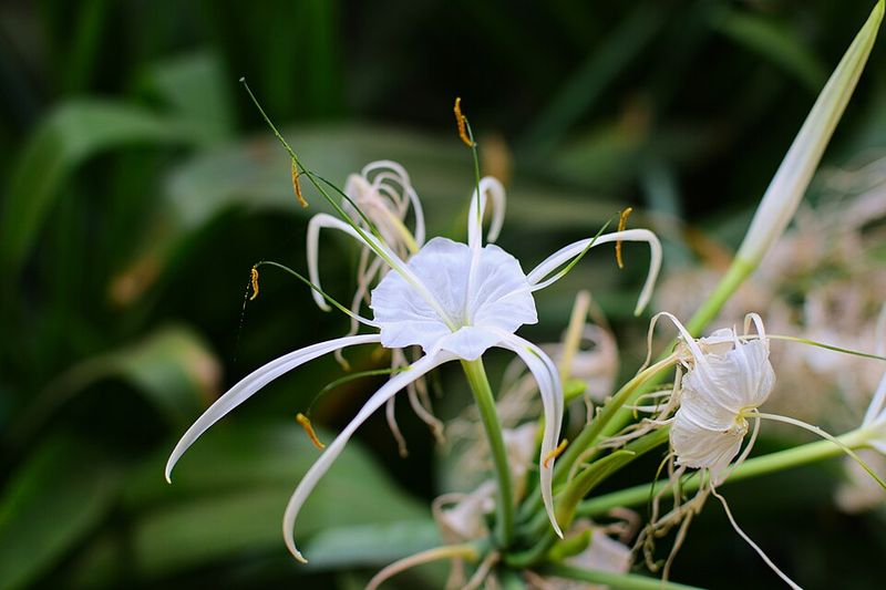 Spider Lily