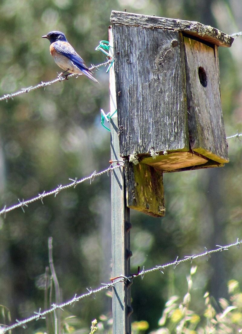 Skip Pesticides And Protect Their Insect Food
